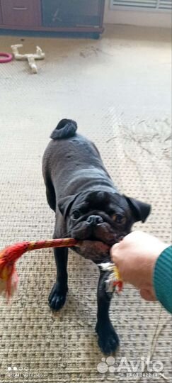 Мопс вязка мальчик