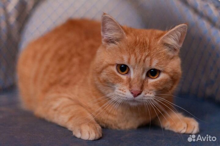 Котик в добрые руки