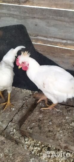 Петушок молодой2,5 месяца
