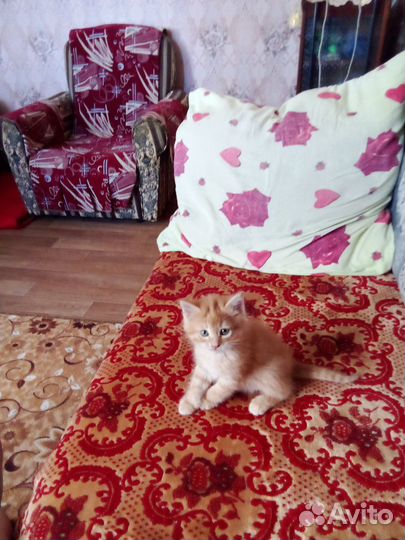 Котята в дар бесплатно