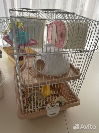 Хомяк отдам в добрые руки