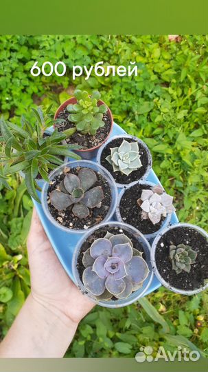 Суккуленты микс