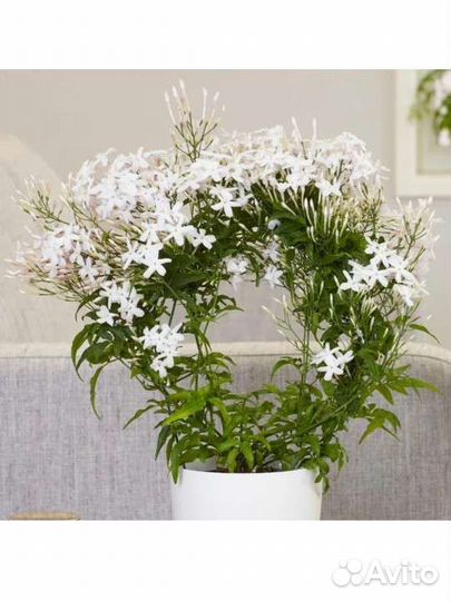 Комнатный жасмин