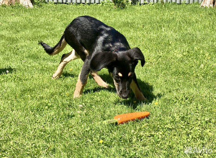 Метис таксы ищет дом