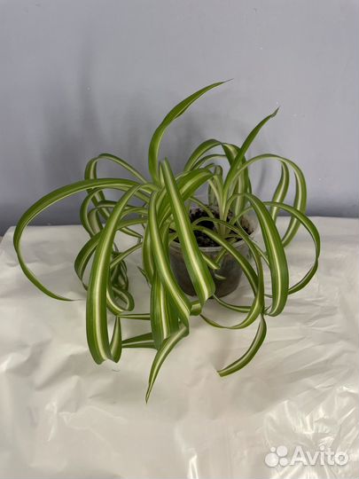 Хлорофитум