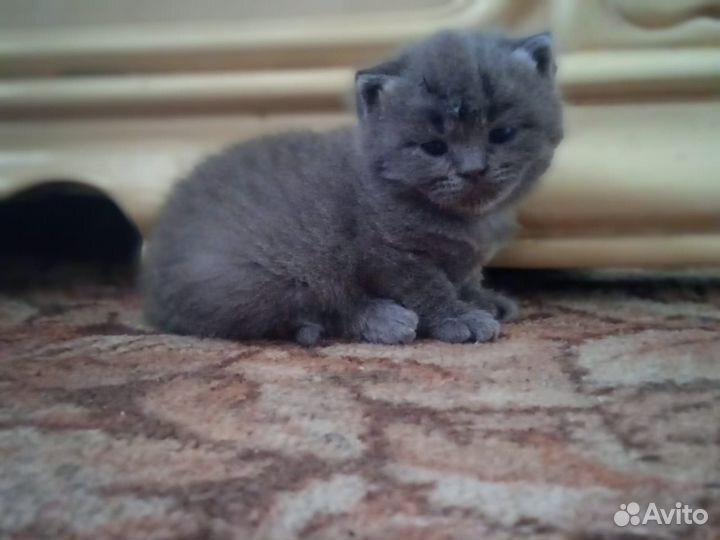 Котята отдам в добрые руки бесплатно