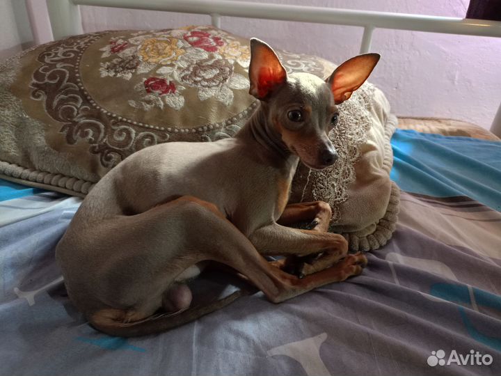 Маленькая собака