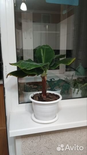 Банан киевский карлик