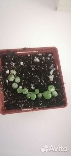 Крестовник роули вариегатный