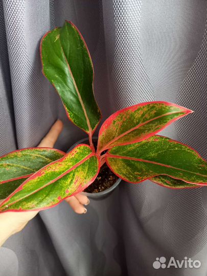 Цветок комнатный Аглаонема Сиам Аврора