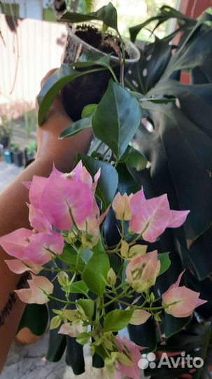 Бугенвиллия