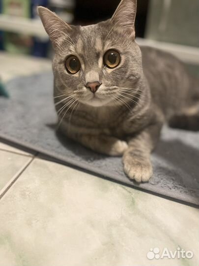 Кот Dolce&Gabbana