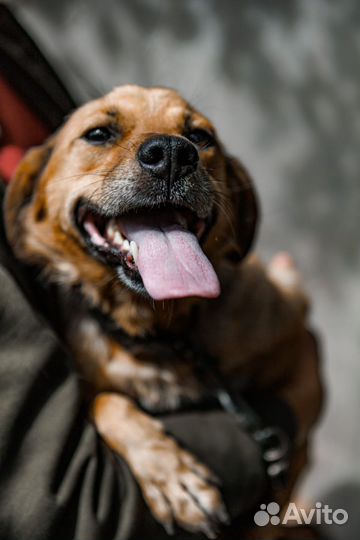 Собака в добрые руки