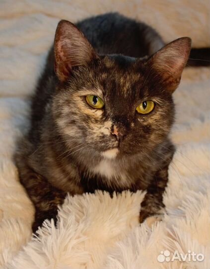 Кошка