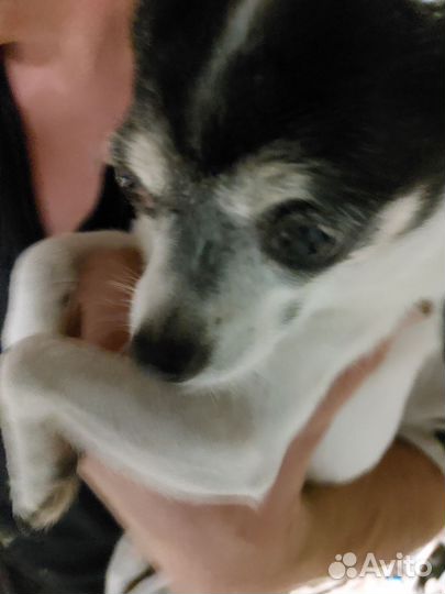 Маленькая собачка бесплатно