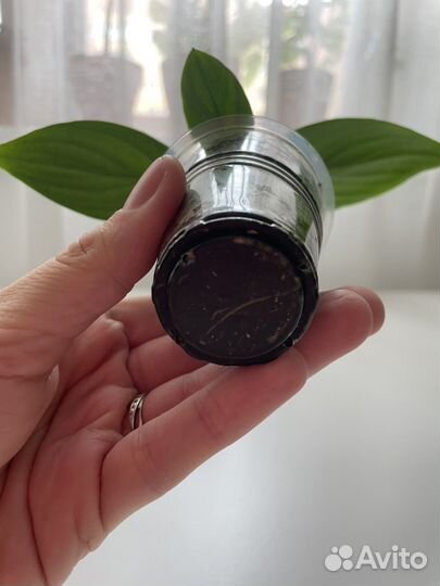 Спатифиллум сенсация