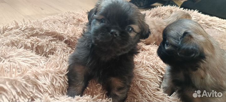 Щенки пекинеса