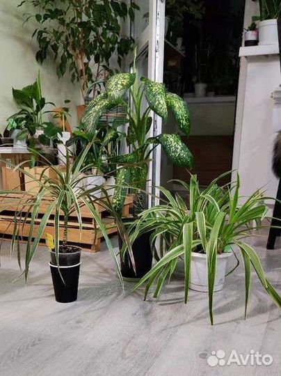 Взрослые комнатные растения