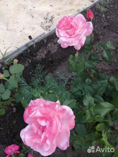 Роза (безымяшка)