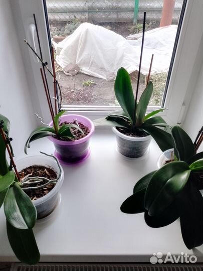 Орхидея дендробиум