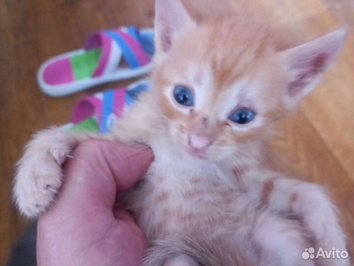 Котята отдам в добрые руки бесплатно