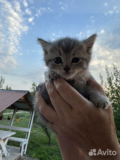 Котята в добрые руки бесплатно