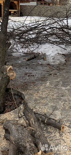 Ветки опил яблони, груши