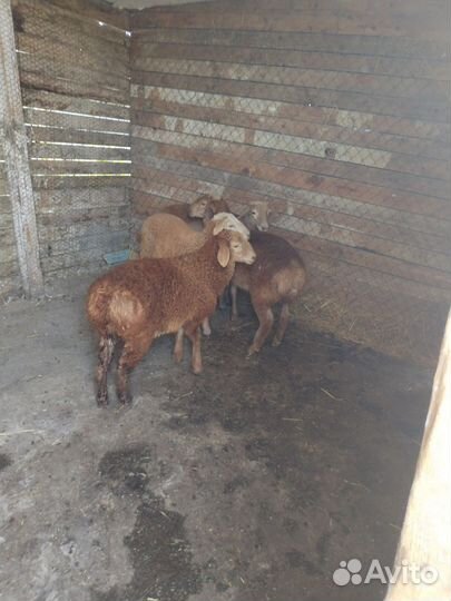 Овцы бараны ягнята