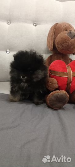 Померанский шпиц тип мишка мини