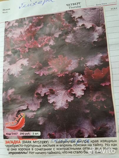 Растения гейхера