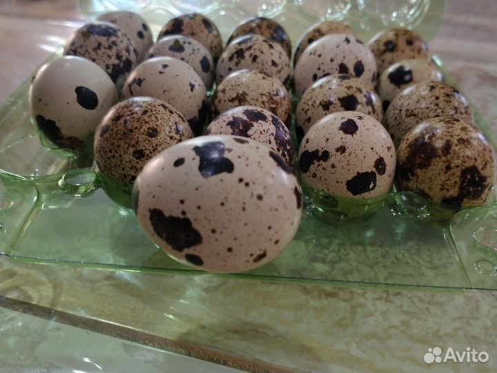 Яйцо перепелиное