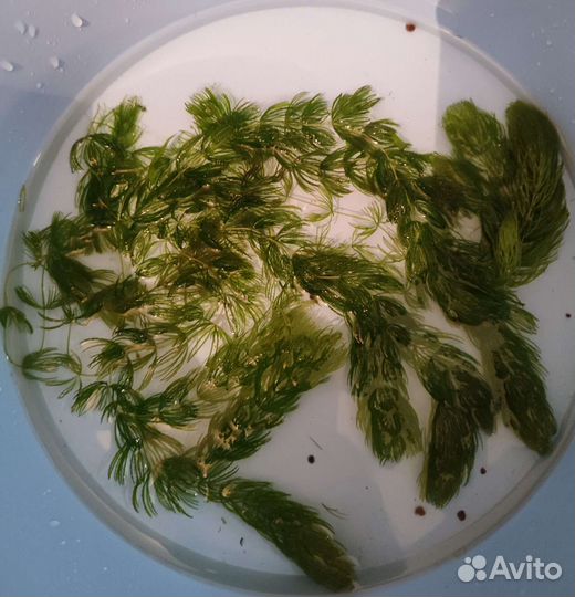 Растения для аквариума