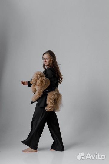 Модель собака для фотосессий