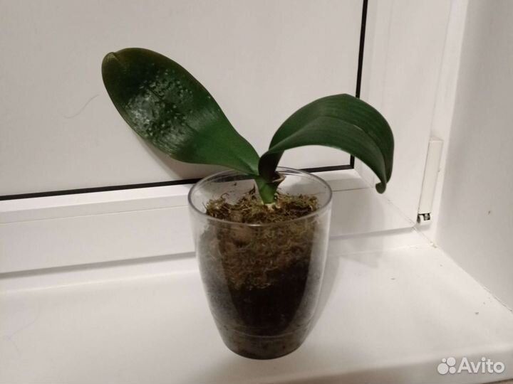 Фаленопсис Албуфера Азиатская орхидея