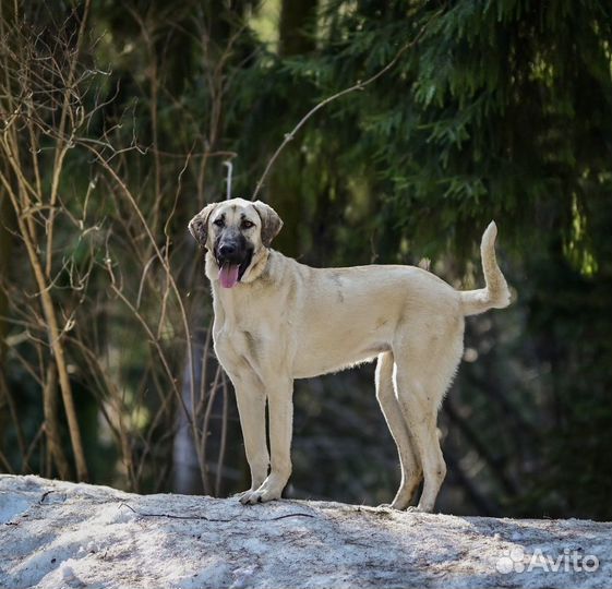 Турецкий кангал в дар