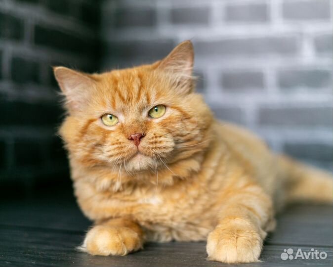 Тишка ищет дом