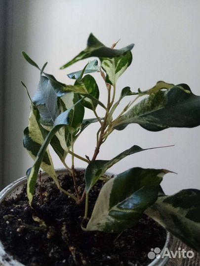 Фикус бенджамина