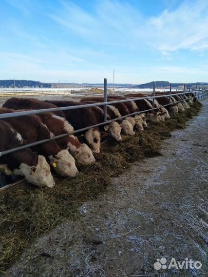 Племенные телки