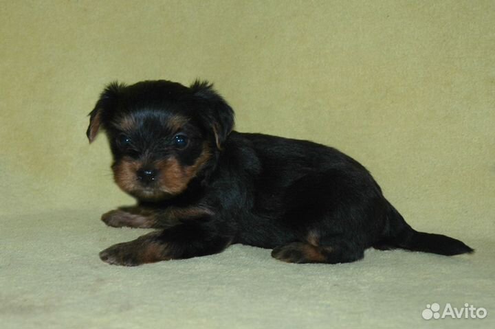 Продам щенков йорки