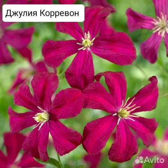 Саженцы клематисов