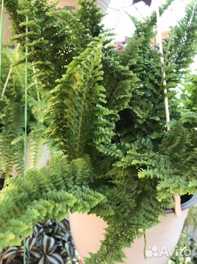 Папоротник комнатный