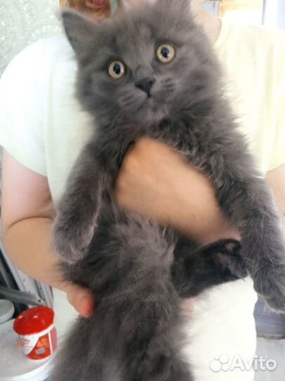 Котенок- девочка