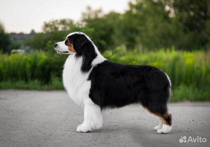 Кобель Австралийской Овчарки, для вязки