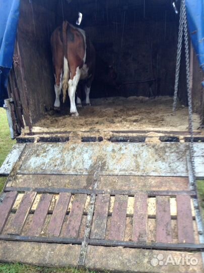 Перевозки крупнорогатых животных и лошадей