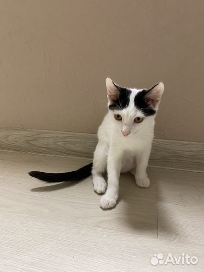 Кошка в дар бесплатно