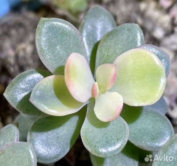 Суккуленты вариегатные