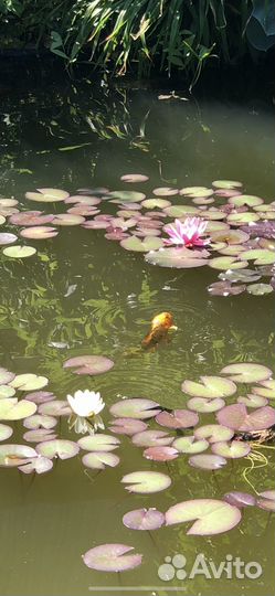 Нимфеи для пруда