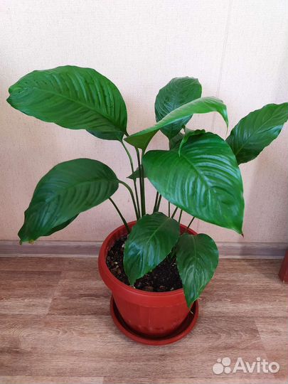 Спатифиллум(