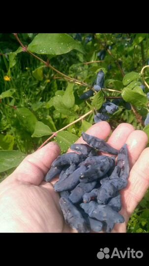Саженцы Жимолости 3х и 4х летки