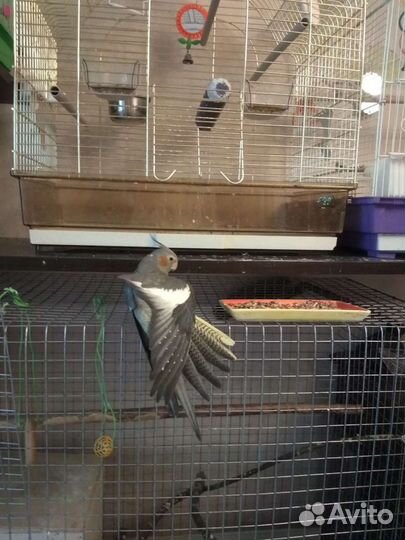 Семья попугаев Корелл с птенцами